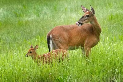 Maine and Massachusetts are the last states to keep bans on Sunday hunting. That might soon change