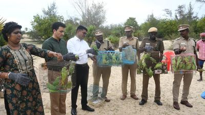 Over 200 parrots freed in the Pamban reserve forest area