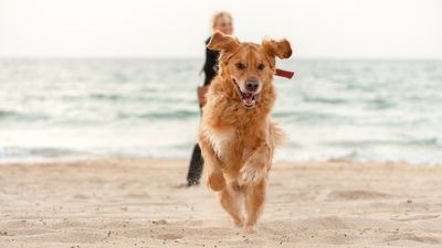 Here’s the most common training mistake dog owners make and how to avoid it