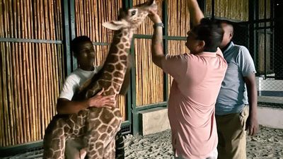 Assam CM Himanta Biswa Sarma triggers ‘name game’ for baby giraffe in Guwahati zoo