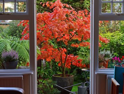 ‘Leave them untouched!’ – 3 reasons why you shouldn't clear up dead leaves in your backyard this fall