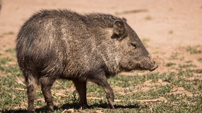 What is a javelina? And what should you do if you meet one on a hike?