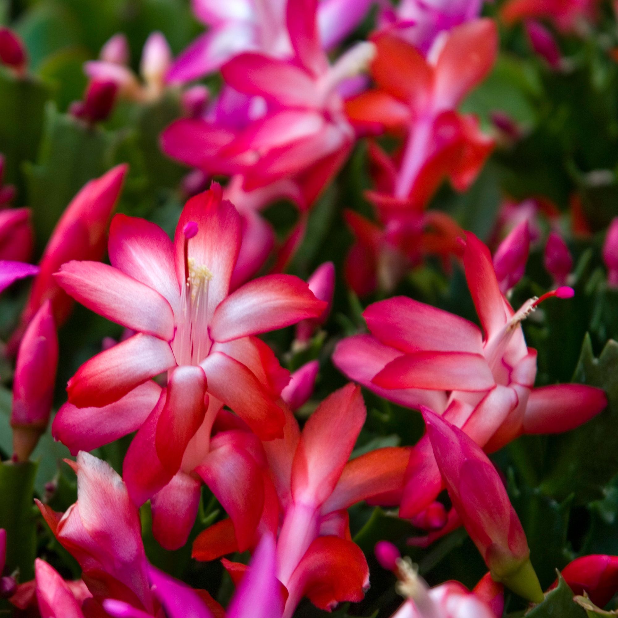How to get a Christmas cactus to bloom for an…