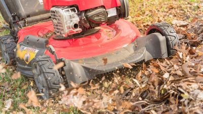How to mulch leaves: 5 steps for organic lawn care