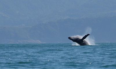 Bolsonaro under investigation for ‘harassing’ humpback whale