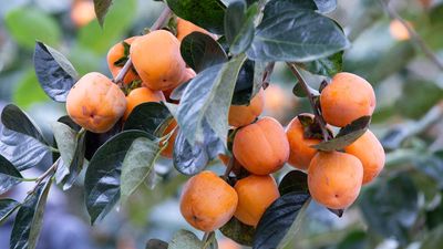 How to plant persimmon seeds – and grow these fruiting, fuss-free trees