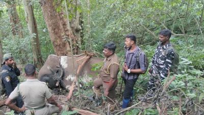 Makhna translocated from Pollachi village to Valparai in Anamalai Tiger Reserve found dead