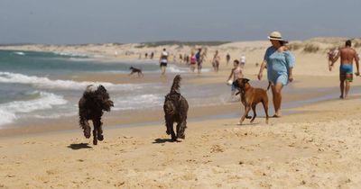 Council unleashes new rule banning dogs from stretch of Redhead beach