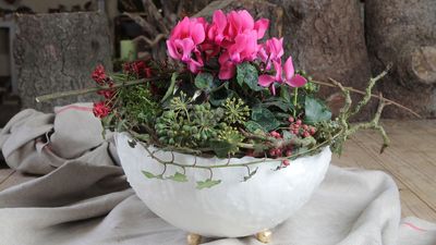 How to grow indoor cyclamen – for months of bright blooms