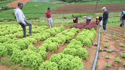 Watch | Organic farming is catching on in Tamil Nadu’s Nilgiris