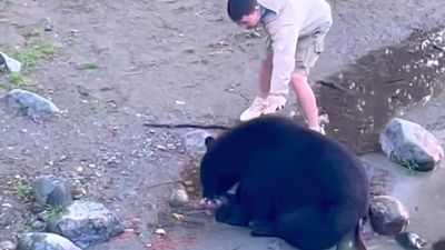 Tourists keep poking and poking and poking bear… until it has enough