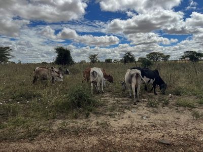 Cattle raiders give up guns in ongoing fight for peace in northern Uganda