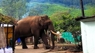 Wild tusker Padayappa enters human habitation again in Devikulam