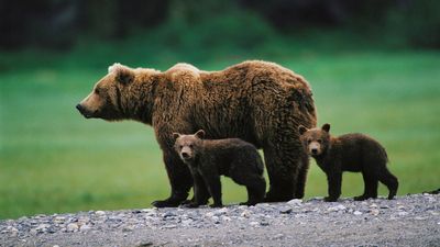 "I knew I wasn’t safe" – watch heart-stopping encounter between solo runner, mama bear and cubs