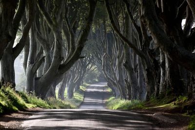 ‘Dangerous’ Dark Hedges trees featured in Game of Thrones to be cut down