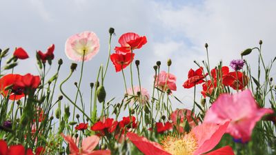 USDA updates hardiness zone map for the first time in over a decade – here's what it means for your garden