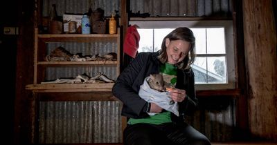 Eastern bettongs released into the wild as part of renewed ecological restoration
