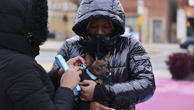Dog bites hit South and West Sides hardest — same areas that lack dog parks, pet shops, other resources
