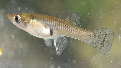 Even after backfire, Gambusia fish remain popular to beat mosquitoes | Explained