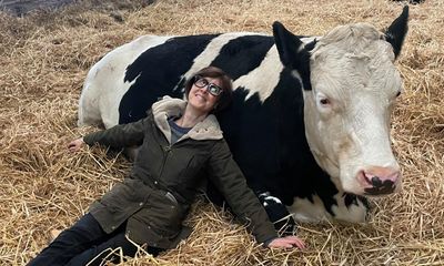 Can cuddling a cow make me less stressed? There’s one way to find out …