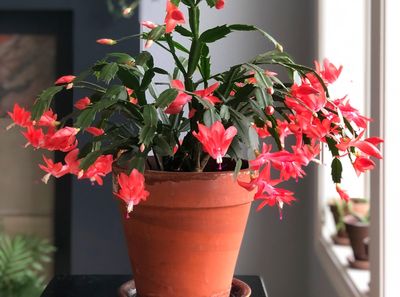 How to propagate a Christmas cactus - 5 tips to making growing your own from cuttings so easy