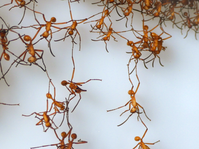 Army ants use collective intelligence to build bridges. Robots could learn from them