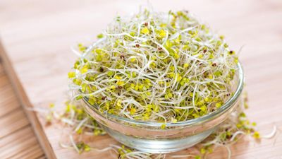 How to grow broccoli sprouts – it is so simple to get this super-nutritious food in just five days