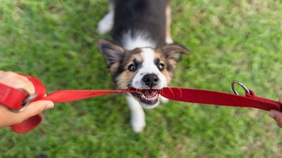 Post-puppy depression is a real thing, here's what to expect according to an expert