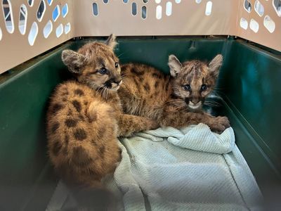 Kittens Willow and Maple have been rescued – but California’s mountain lions are at risk