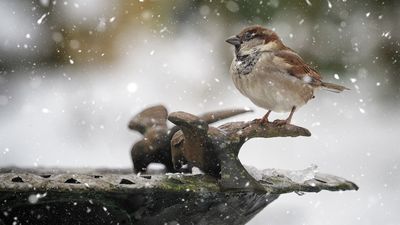 Bird bath winter care – 7 ways to continue providing birds with water during colder months