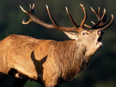 What is the ‘Zombie’ disease impacting the US deer population