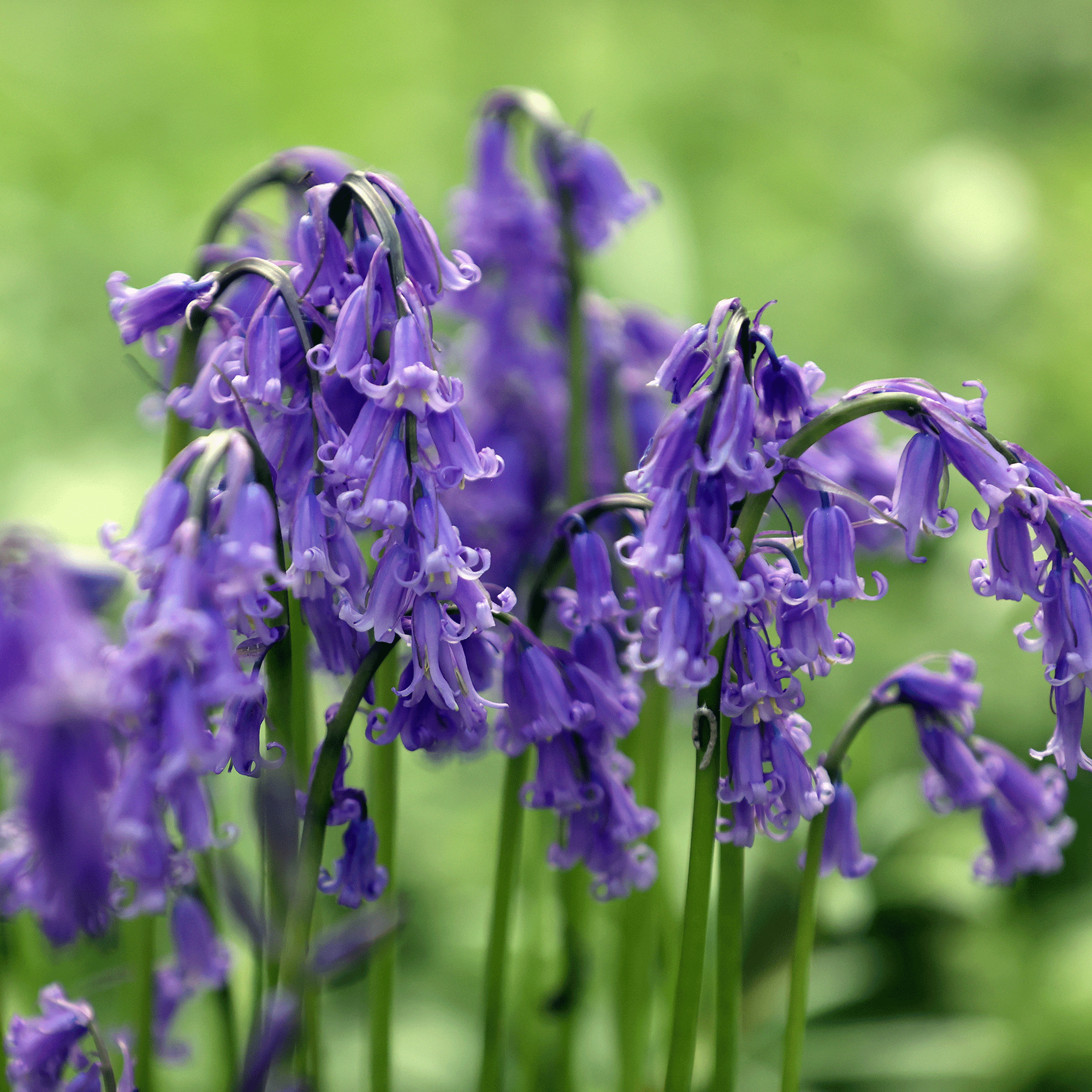 How to plant bluebell bulbs - the easiest way to start your own woodland-inspired garden