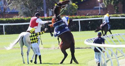 A bit of cheeky horseplay at Newcastle's million dollar race, The Hunter