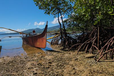 10 years after Haiyan, are mangroves protecting Philippine coastal areas?