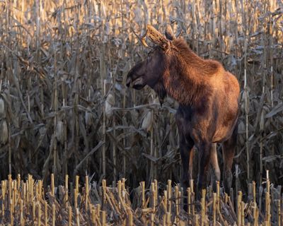 The journey of Minnesota's Rutt the moose is tracked by a herd of fans