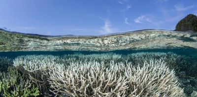 More than half of Indonesia's protected coral areas look set to suffer severe bleaching every year by 2044, researchers warn