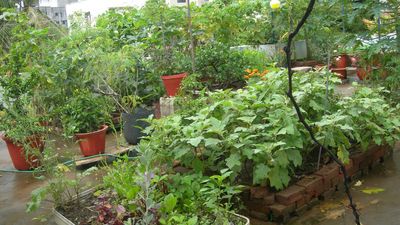 Urban farming gains popularity in Bengaluru: Can it become an urban foodscape
