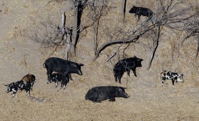 Exploding wild pig population on western Canadian prairie threatens to invade northern US states