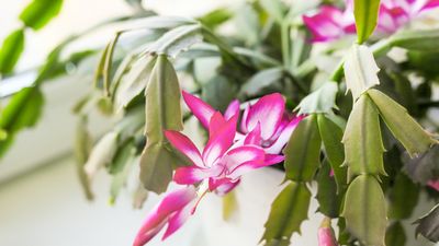 How to propagate a Thanksgiving cactus – 3 expert methods to create new plants that make perfect holiday gifts