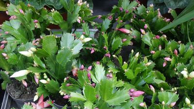 How to propagate a Thanksgiving cactus – expert tips for more seasonal succulents