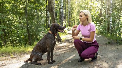 Worried about overfeeding your dog during training sessions? Trainer shares a simple solution