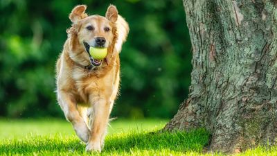 Three trainer-approved tips for a happy, well behaved dog