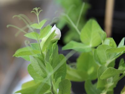 Can we grow veggies on Mars? Fly larvae and synthetic soil may hold the answer