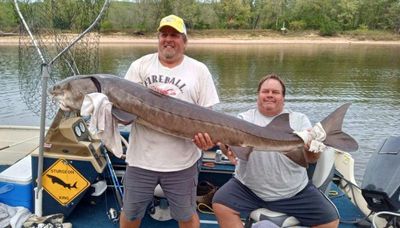 Catching and releasing a sturgeon too big to truly weigh