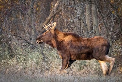 Moose on the loose in Minnesota entrances wildlife watchers