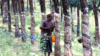 As government expands public outreach, rubber sector remains sanguine