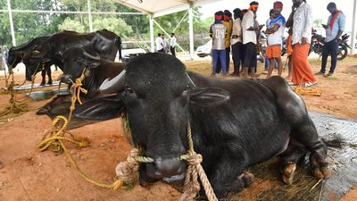 Bengaluru Kambala to make its debut on November 25 and 26 with 200 pairs of buffaloes