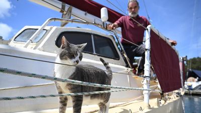 Oli the cat to join Bob Williams in Sydney to Hobart
