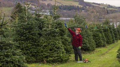 From Saplings To 18ft Trees, Sholach Christmas Trees Thrives In Rural Perthshire