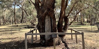 Carved trees and burial sites: Wiradjuri Elders share the hidden stories of _marara_ and _dhabuganha_